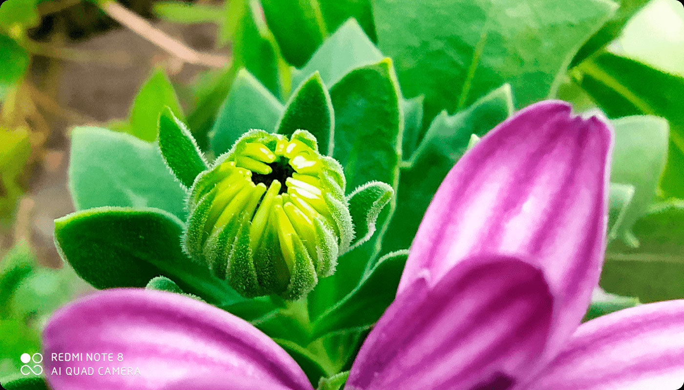 Xiaomi Redmi Note 8 Lente macro
